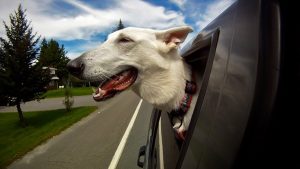 影片>狗狗搭車兜風