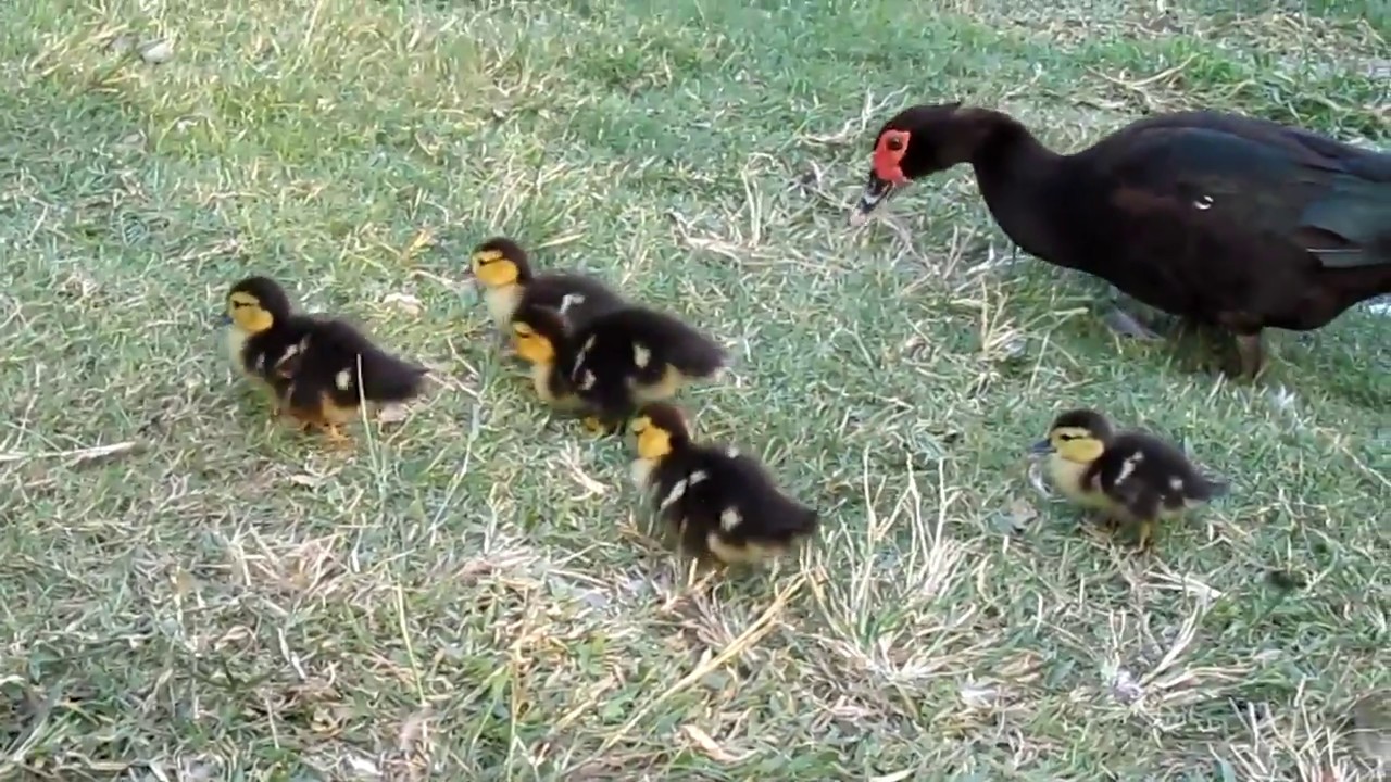 影片>高雄中央公園的新生小鴨