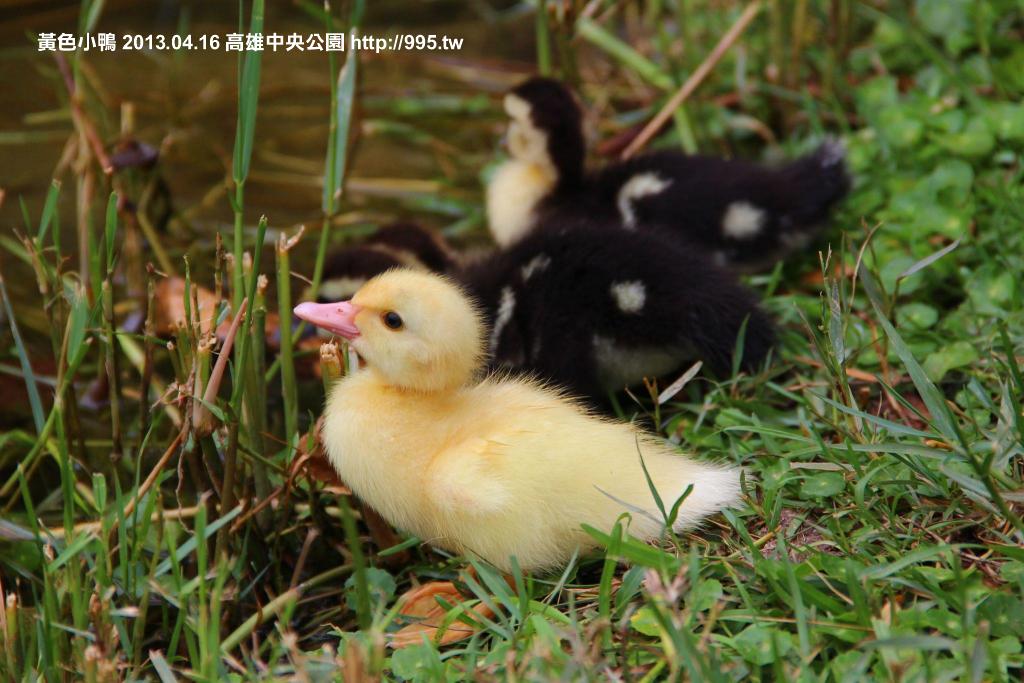 真正的｢黃色小鴨｣照片與影片